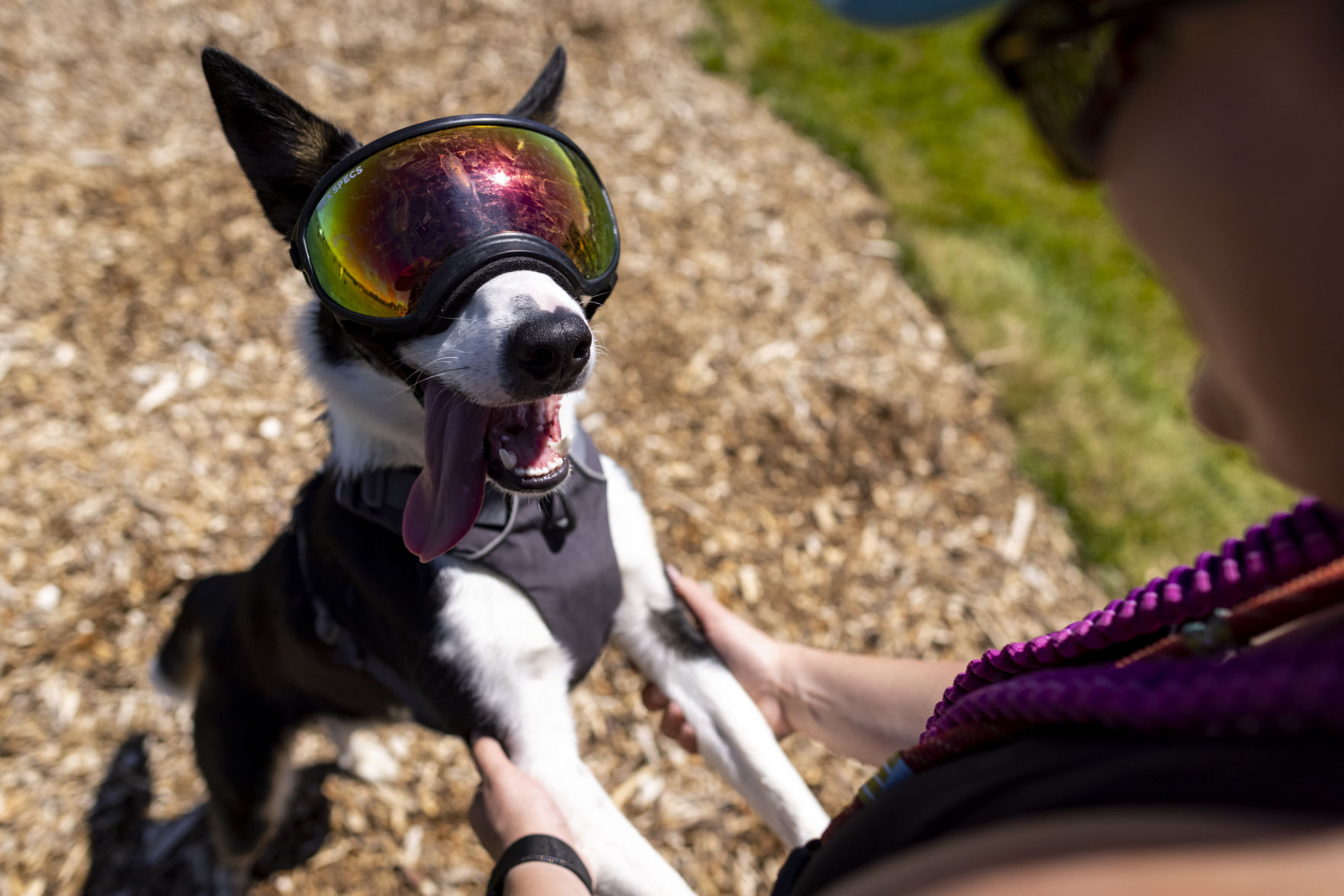 Centennial Dog Park